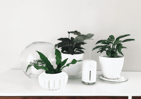 Humidity in Houseplants