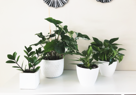 Plastic Pots VS Clay Pots