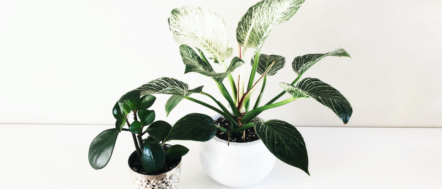 common environmental problems in houseplants