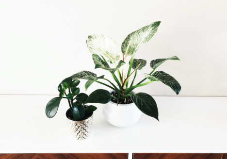 common environmental problems in houseplants