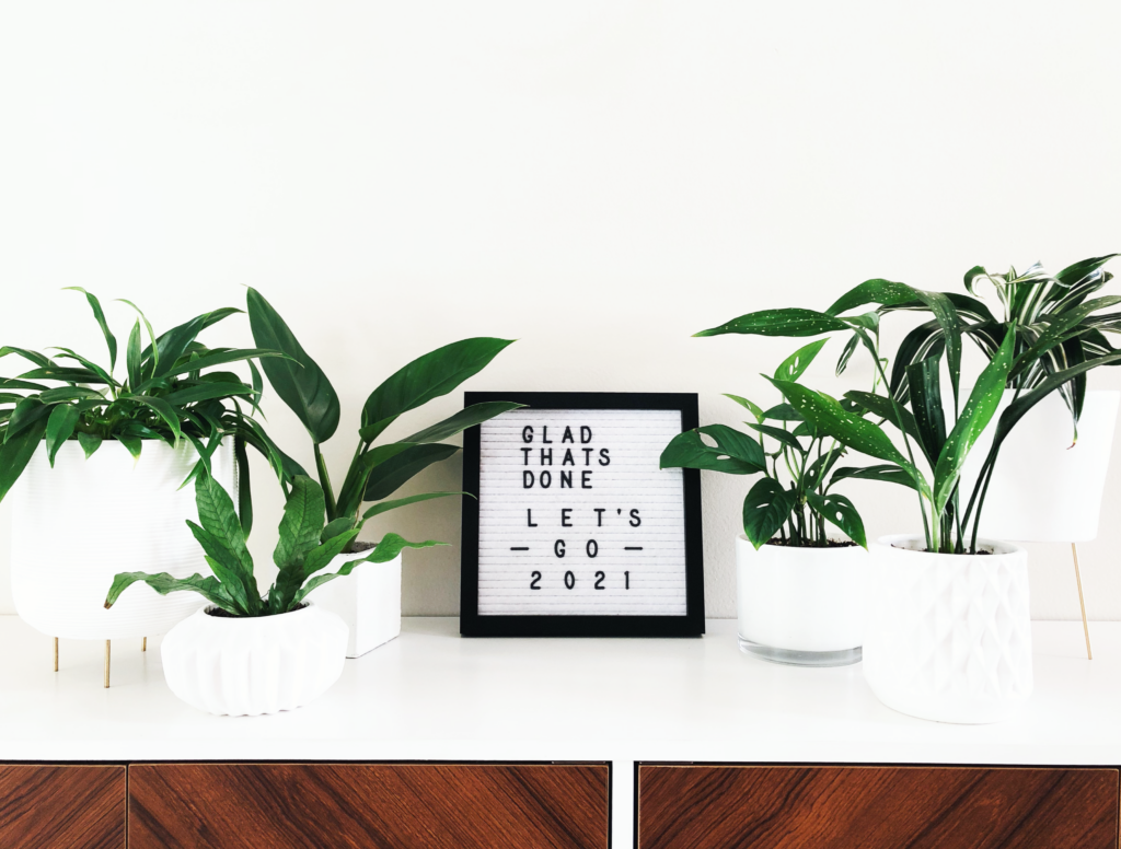 Houseplants Were The Best Things Out Of 2020 - Botanical Brunette