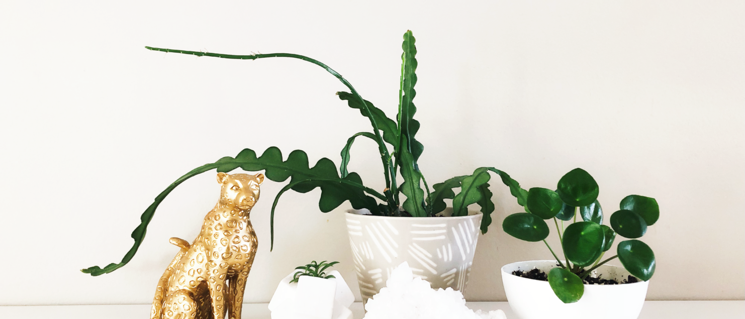 10 Predicted Houseplants Trending In 2021