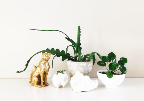 10 Predicted Houseplants Trending In 2021
