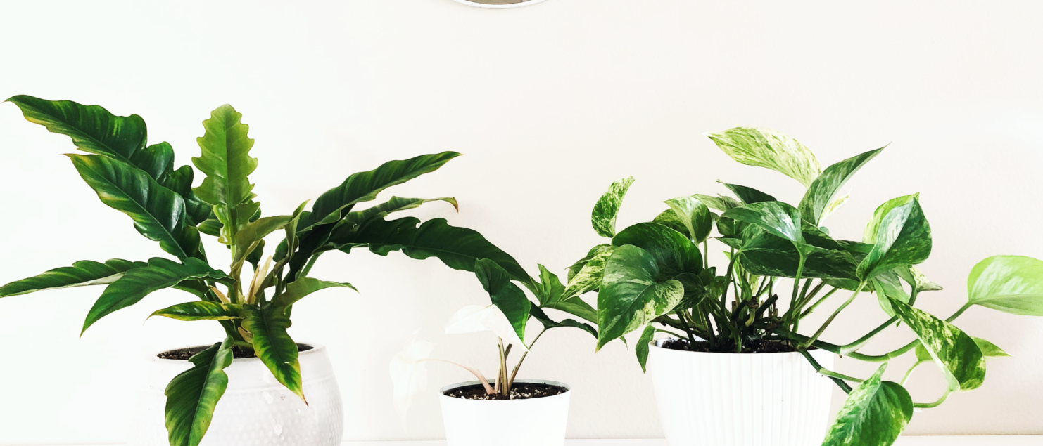 Beneficial Bugs For Your Houseplants