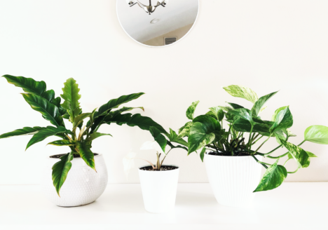 Beneficial Bugs For Your Houseplants