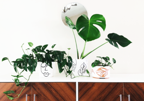 why houseplants create leaf holes