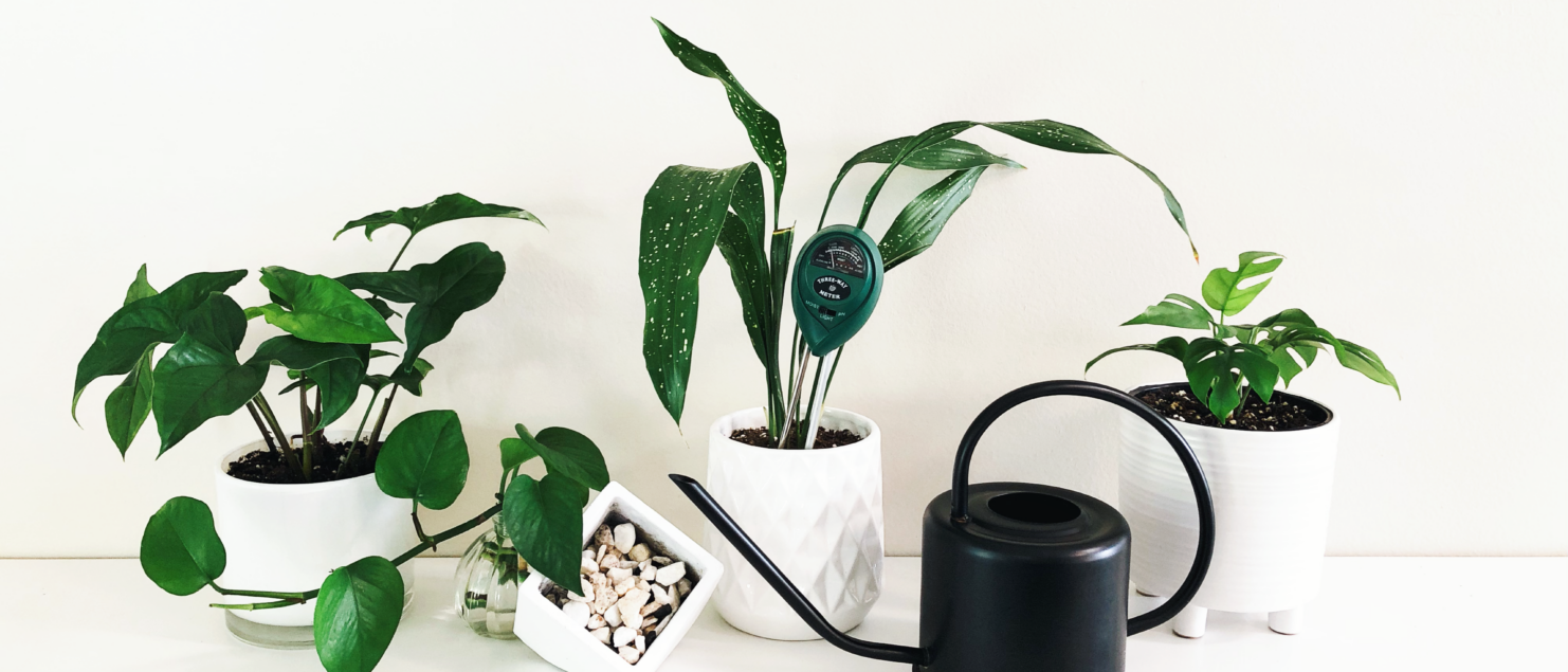 Common Houseplant Care Mistakes