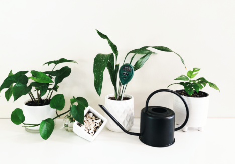 Common Houseplant Care Mistakes