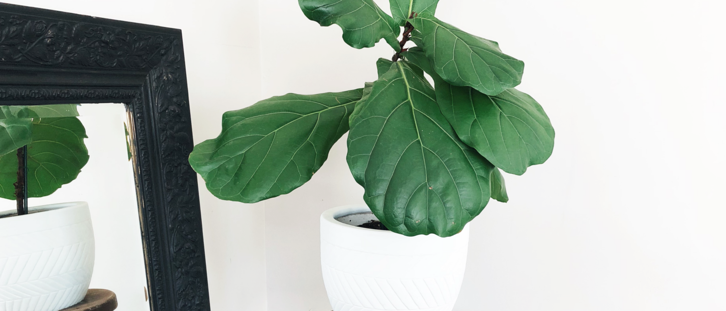 Fiddle Leaf Fig Care