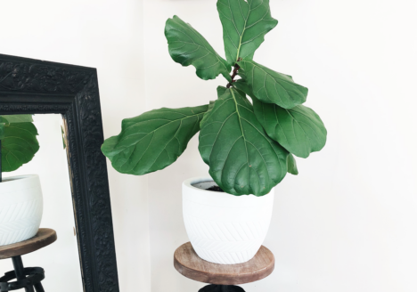 Fiddle Leaf Fig Care
