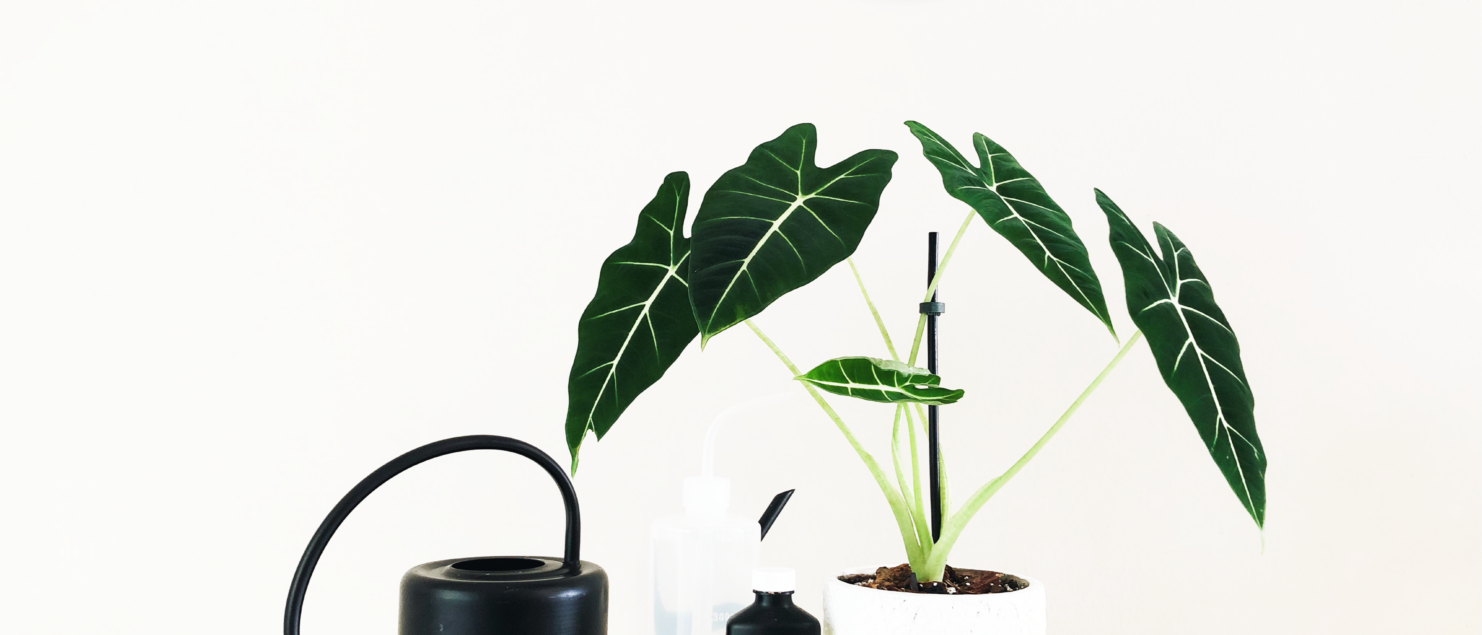 Wake Your Houseplants Up From Dormancy