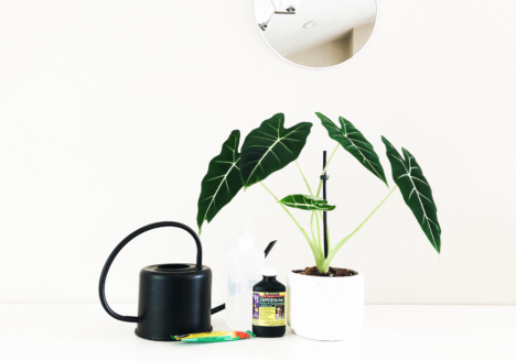 Wake Your Houseplants Up From Dormancy