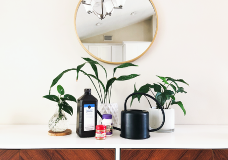 Prevent and treat Root Rot