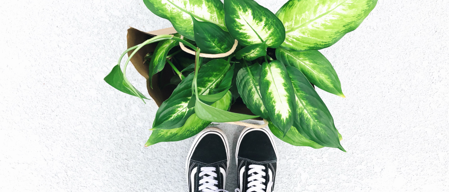 Buy & Introduce New Houseplants