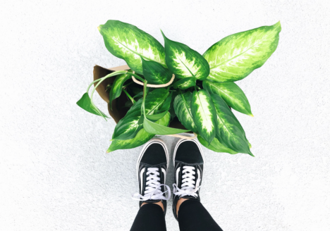 Buy & Introduce New Houseplants