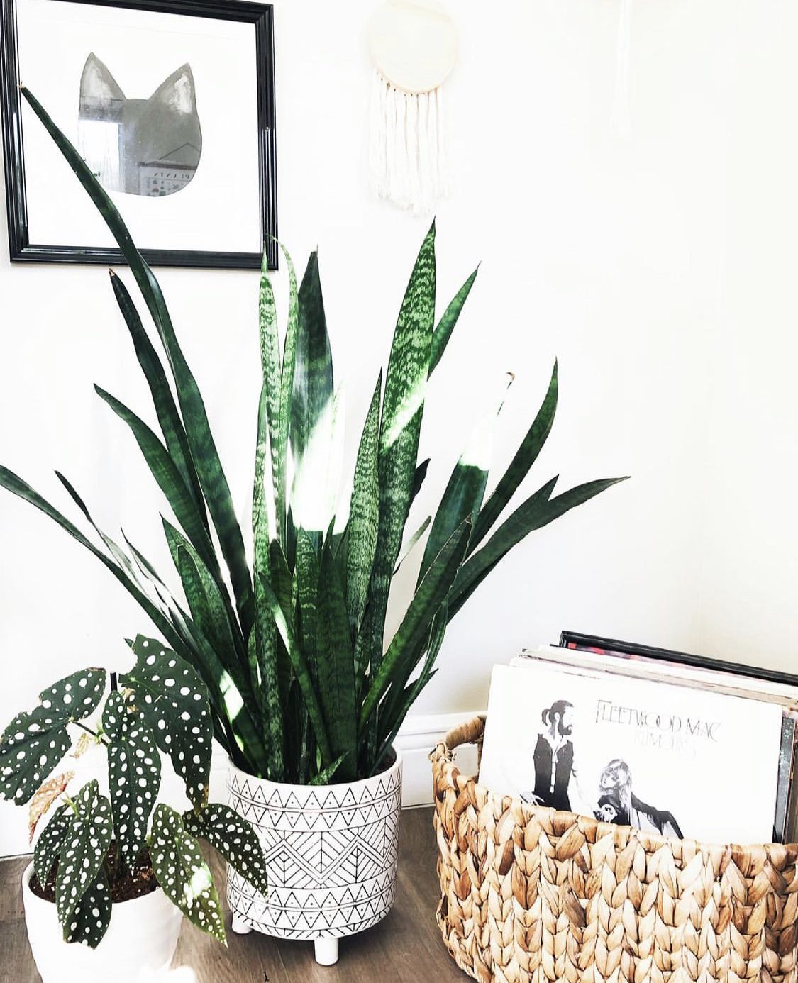 The Best & Easiest Houseplants - Botanical Brunette