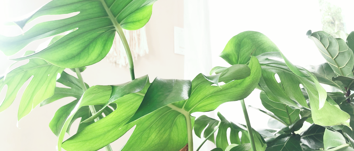 Understanding Sunlight Levels For Houseplants