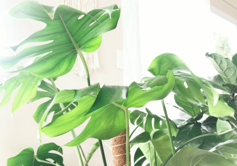 Understanding Sunlight Levels For Houseplants