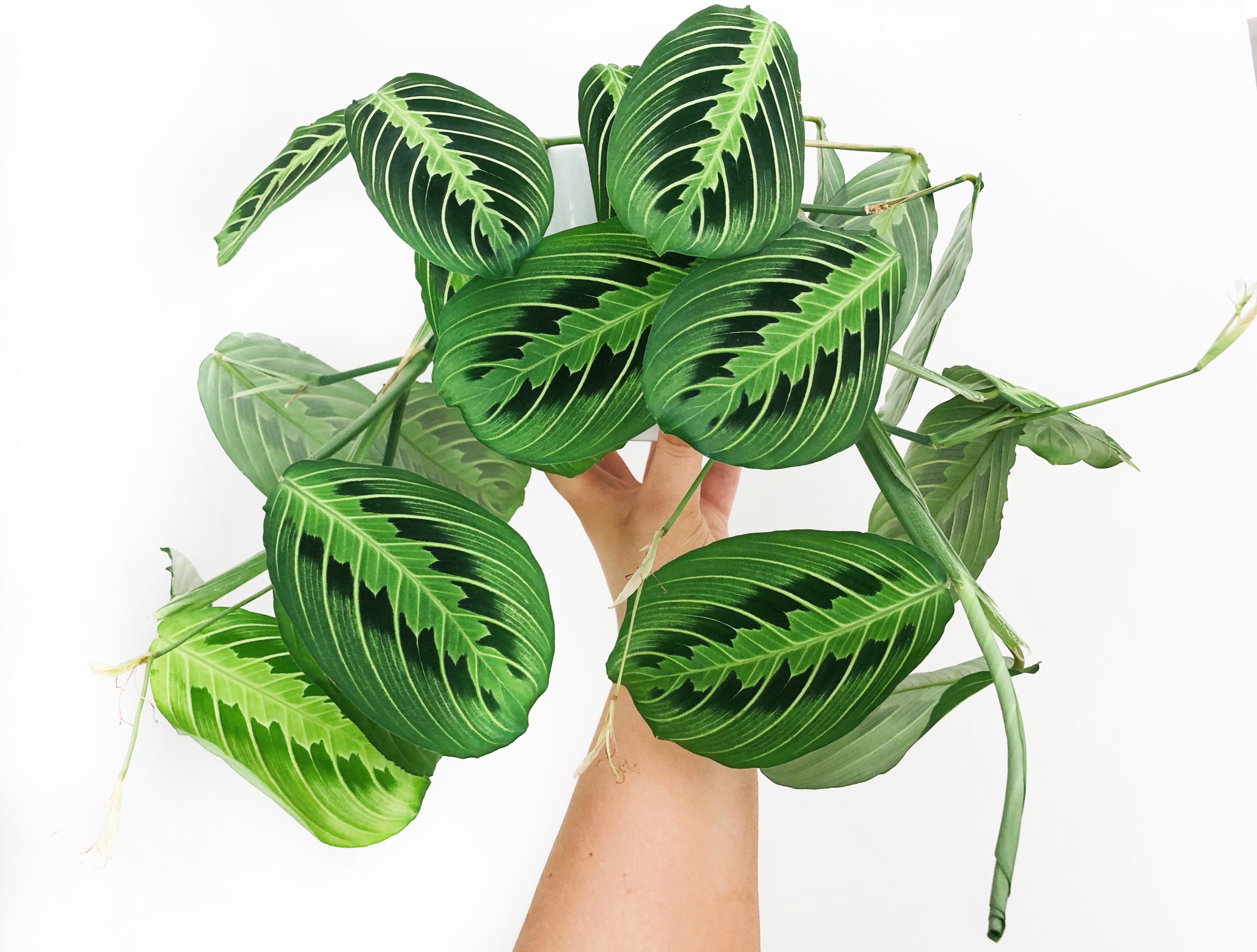 Caring & Growing Your Prayer Plant - Botanical Brunette