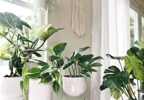 Debunking houseplant care myths