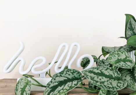 Trending Houseplants For 2022