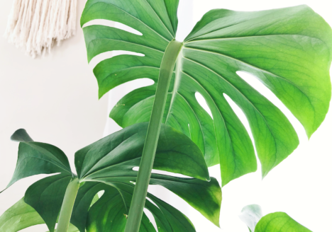 Complete Monstera Deliciosa Care Guide