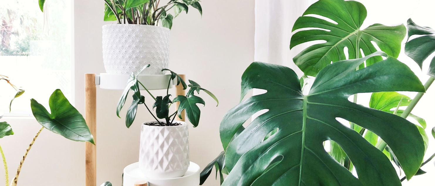 What No One Tells You About Houseplants
