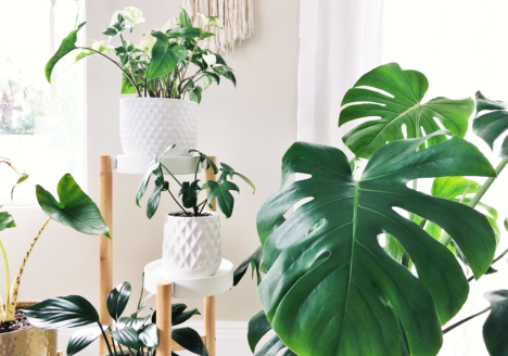 What No One Tells You About Houseplants
