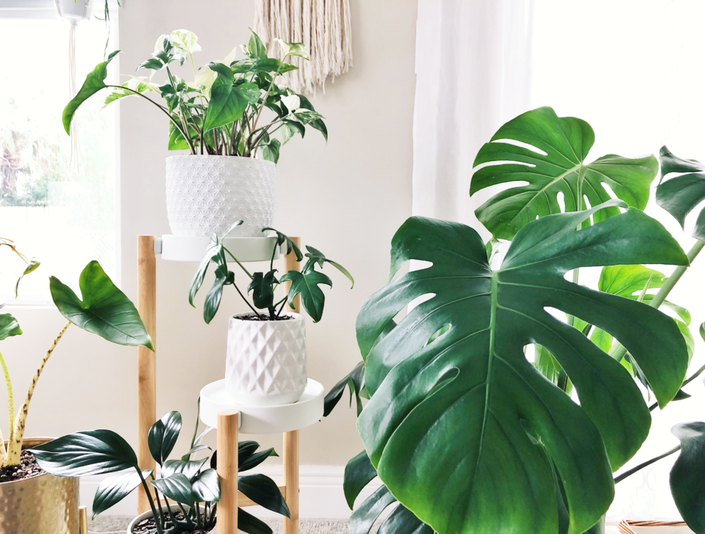 What No One Tells You About Collecting Houseplants - Botanical Brunette