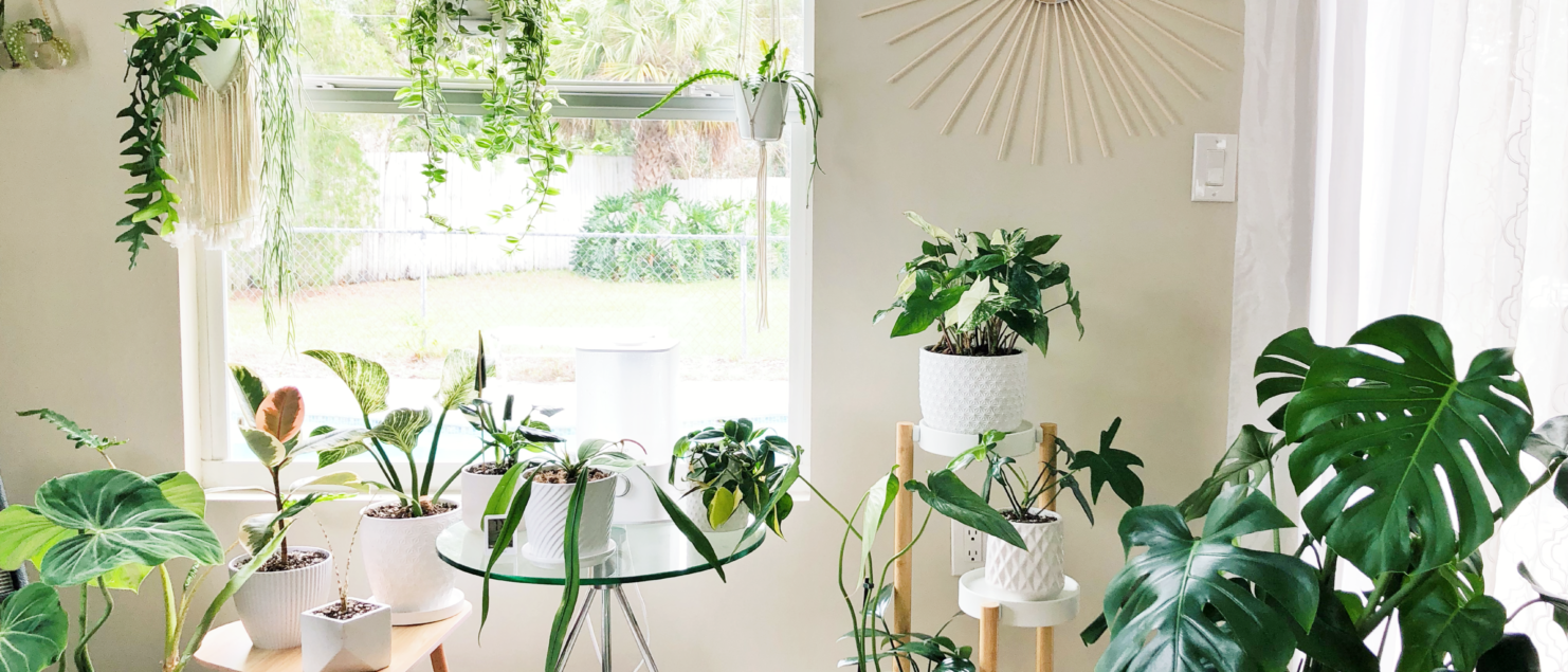 Getting Your Houseplants Ready For Spring