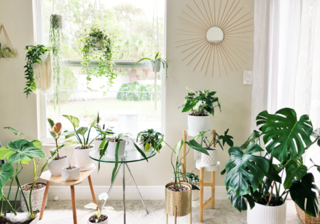 Getting Your Houseplants Ready For Spring