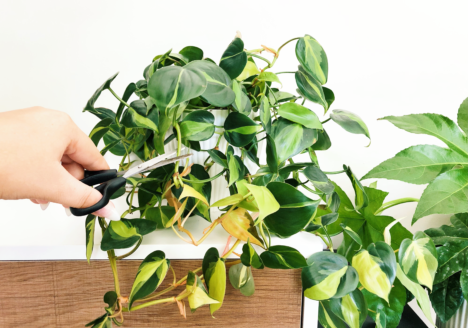 Understanding Plant Patents