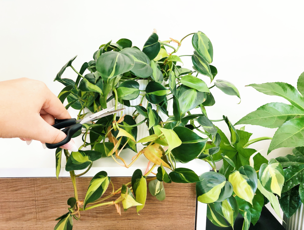 Illegal Houseplants? Understanding Plant Patents - Botanical Brunette