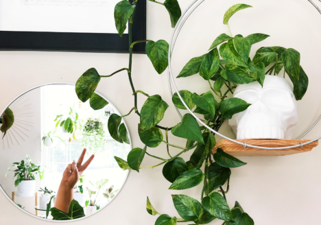 Sustainable Houseplants