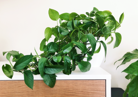 Pothos Plant Care