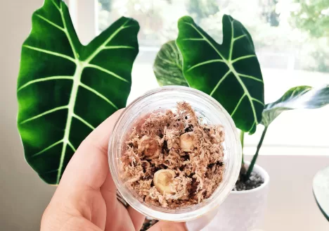 Grow A New Alocasia From A Bulb/Corm