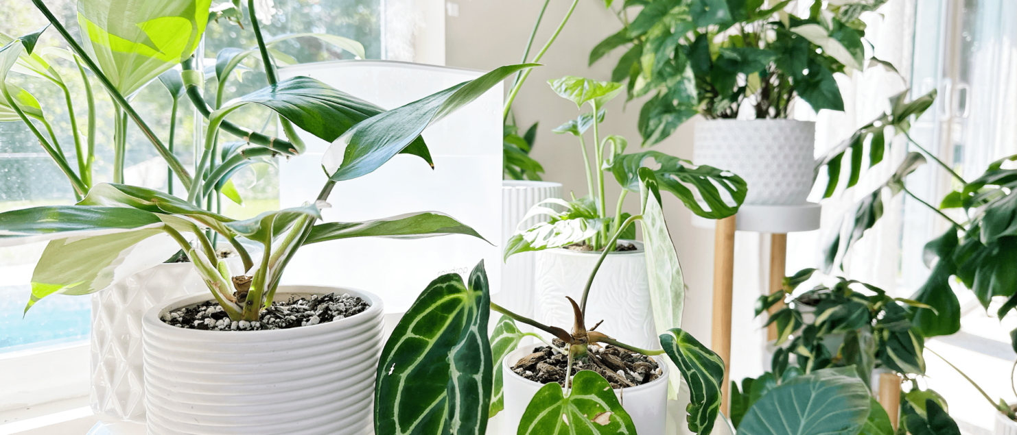 Changes Houseplants Make In The Fall/Winter