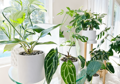 Changes Houseplants Make In The Fall/Winter